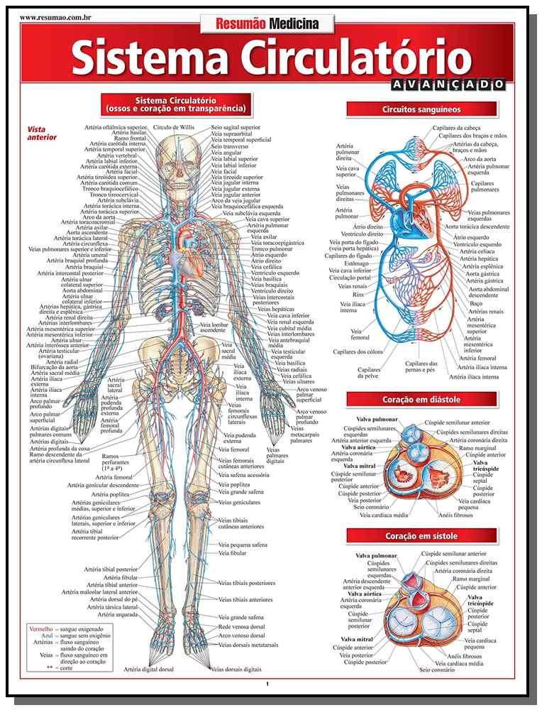 Resumao Medicina - Sistema Circulatorio Avancado