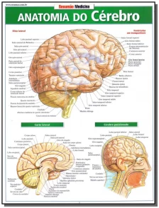 Resumão - Anatomia do Cérebro